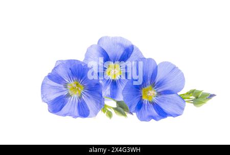 Blaue Flachsblüten isoliert auf weißem Hintergrund Stockfoto