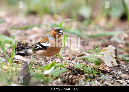 Der Eurasische Buchinch, gewöhnlicher Buchinch, einfach Buchinch, Fringilla Coelebs Stockfoto