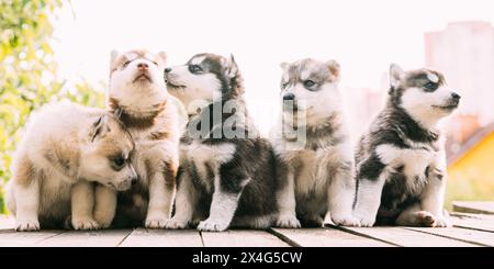 Fünf vier Wochen alte Husky Puppy von weiß-grau-schwarz-braun Farbe sitzt auf Holz Masse Zusammen Stockfoto