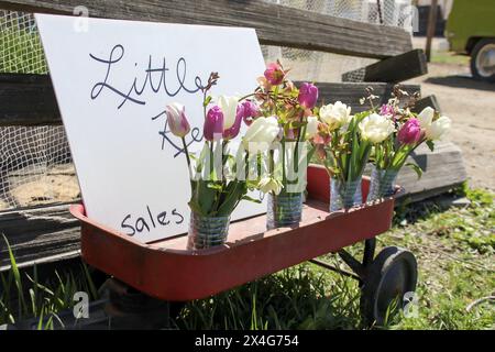 Bezaubernder Tulpenverkauf auf einem roten Wagen auf dem sonnigen Hof Stockfoto