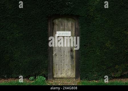 Alte Holztür in einem großen grünen Busch in einem Garten in England Stockfoto
