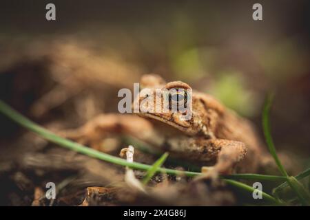 Porträt einer amerikanischen Kröte in einem Garten Stockfoto