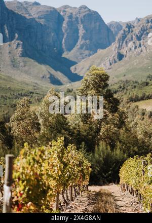 Blick auf die Weinberge in Südafrika Stockfoto