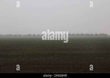 Das Ackerfeld ist in Morgennebel gehüllt Stockfoto