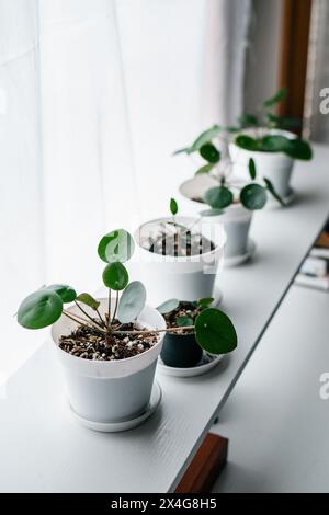 Pilea peperomioides Vermehrung, junge Pflanzen am Fenster Stockfoto