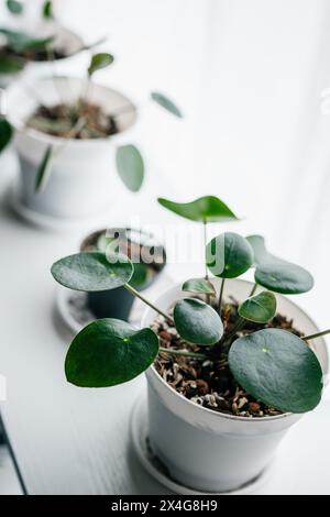 Pilea peperomioides Vermehrung, Jungpflanze Stockfoto