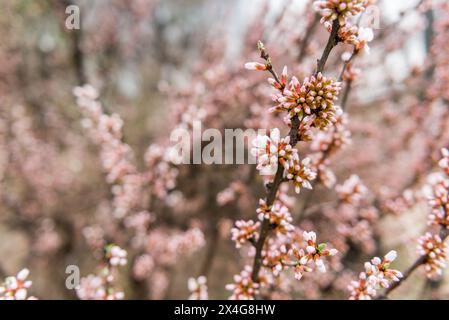 Eine Nahaufnahme eines Baumes mit rosa Blüten Stockfoto