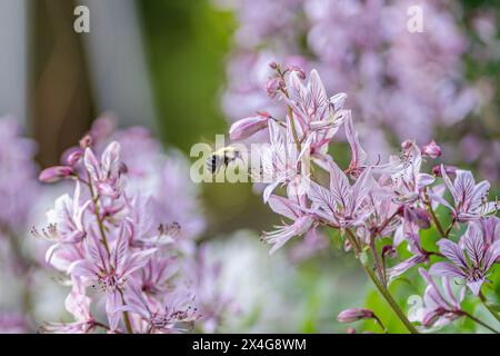 Die Biene im Flug in der Nähe leuchtender lila Blumen, Frühlingsblüte Stockfoto