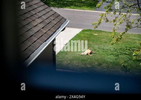 Brown Hound Dog Sonnenbaden im Vorhof am sonnigen Frühlingstag Stockfoto