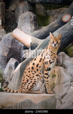 Serval - Leptailurus Serval - geht durch Stockfoto