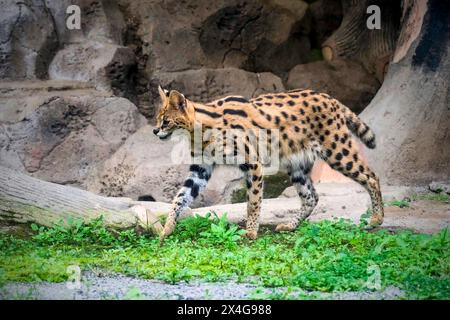 Serval - Leptailurus Serval - geht durch Stockfoto