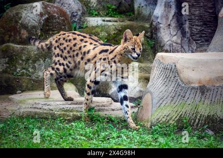 Serval - Leptailurus Serval - geht durch Stockfoto