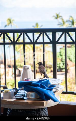 Myna Bird überblickt ein Frühstück mit Meerblick Stockfoto