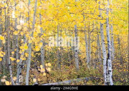 Aspenbäume erstrahlen mit leuchtend gelben Herbstblättern Stockfoto