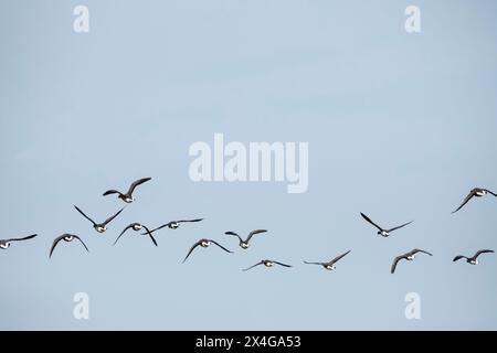 Brent Gänse, Branta bernicla, fliegen über RSPB Titchwell in Norfolk. Stockfoto