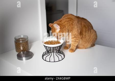 Die einheimische Ingwerkatze isst Trockenfutter aus der Schüssel Stockfoto