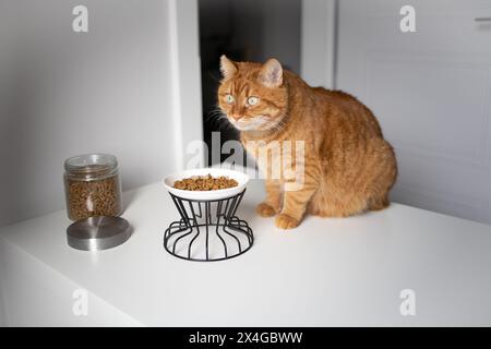 Eine inländische Ingwerkatze, die mit Trockenfutter in der Nähe der Schüssel sitzt Stockfoto