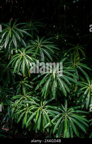 Euphorbia millifera Kanarienvogel, der in einem Garten im Vereinigten Königreich wächst. Stockfoto