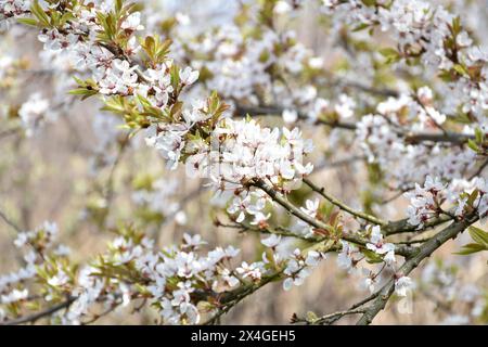 Pflaumenblüten, weiße duftende Blumen, blühender Baum im Frühlingsgarten, warmer sonniger Tag, Landschaft. Stockfoto