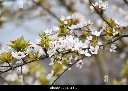 Pflaumenblüten, weiße duftende Blumen, blühender Baum im Frühlingsgarten, warmer sonniger Tag, Landschaft. Stockfoto