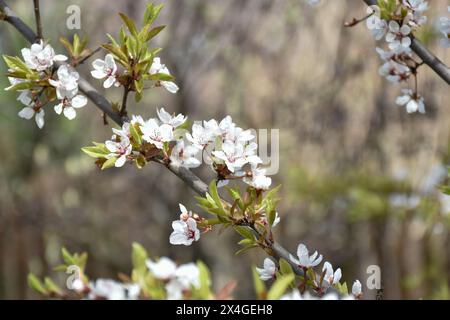 Pflaumenblüten, weiße duftende Blumen, blühender Baum im Frühlingsgarten, warmer sonniger Tag, Landschaft. Stockfoto