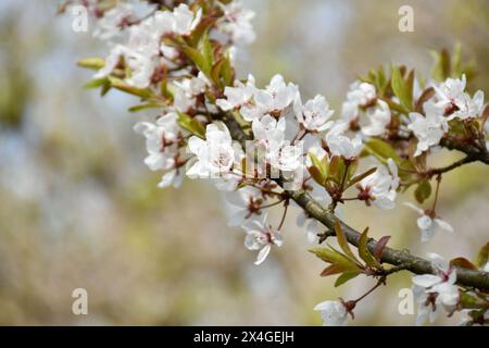 Pflaumenblüten, weiße duftende Blumen, blühender Baum im Frühlingsgarten, warmer sonniger Tag, Landschaft. Stockfoto