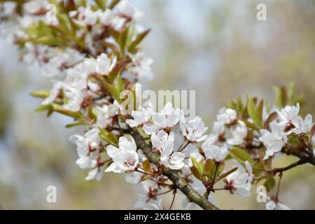 Pflaumenblüten, weiße duftende Blumen, blühender Baum im Frühlingsgarten, warmer sonniger Tag, Landschaft. Stockfoto