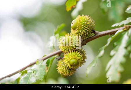Österreichische Eicheln auf dem Baum Stockfoto