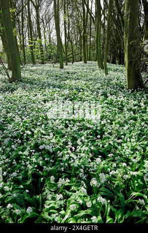 Ramsons, wilder Knoblauch im Wald, norfolk, england Stockfoto