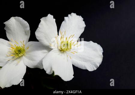 Weiße Clematis-Blüten in einem englischen Garten, norfolk, england Stockfoto