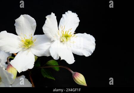 Weiße Clematis-Blüten in einem englischen Garten, norfolk, england Stockfoto