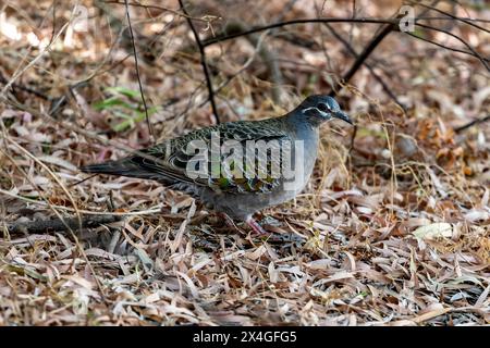 Häufig Bronzewing (Phaps chalcoptera) Bickley, Perth Hills, Western Austrailia. Stockfoto