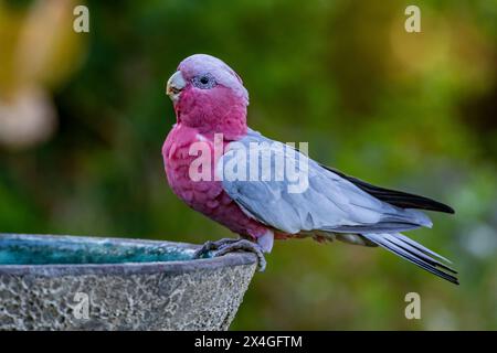 Galah (Rose-Breasted) Cockatoo, Bickley in den Perth hils, Western Australia. Stockfoto