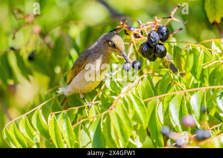 Brauner Honeyeater – Lichmera indistincta auf einem Curry-Busch in Bickley, Perth Hill, Western Australia. Stockfoto