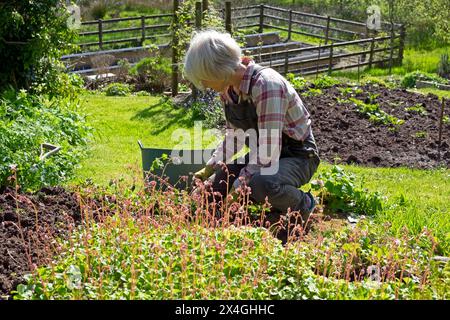 Ältere Frau Senior Gartenarbeit arbeitet im Frühjahr Teilung London Pride Plants April Garden Carmarthenshire Wales Großbritannien Großbritannien KATHY DEWITT Stockfoto