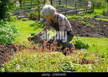 Ältere Frau Senior Gartenarbeit im April Garden Carmarthenshire Wales Großbritannien KATHY DEWITT Stockfoto