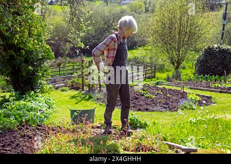 Ältere Frau Senior Gartenarbeit Arbeit stehend Blick im April Garten Sonnenschein Carmarthenshire Wales Großbritannien Großbritannien KATHY DEWITT Stockfoto