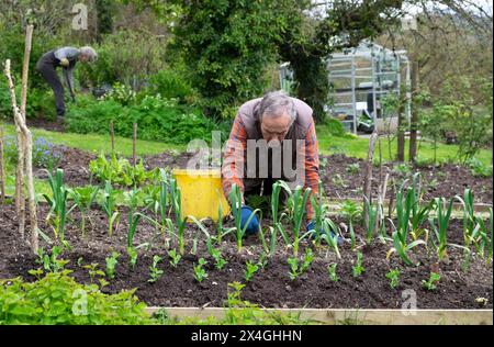 Ältere Menschen Mann Senior kniend im Garten Gartenarbeit arbeiten Unkraut erhöhtes Knoblauchbett April Frühling Wales Großbritannien KATHY DEWITT Stockfoto