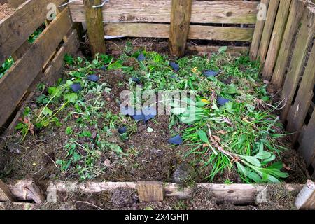 Kompost-Haufen werden in einer Box hergestellt, die aus Holzpaletten mit Grasmähen, grünen Blättern und schwarzem recyceltem Karton besteht. Wales UK KATHY DEWITT Stockfoto