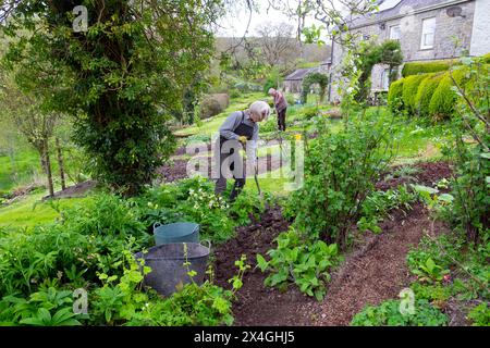 Ältere Ehepaare Frau und Mann Senioren Gartenarbeit Arbeit in Graben April Garten Carmarthenshire Wales Großbritannien Großbritannien KATHY DEWITT Stockfoto