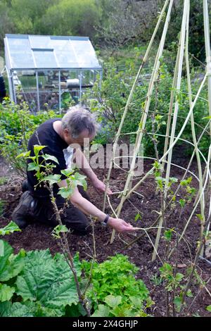 Älterer Mann in Frühlingsgarten Gartenarbeit, der einen Weidenstützrahmen für den Anbau von Süßerbsen herstellt April Carmarthenshire Wales Großbritannien Großbritannien KATHY DEWITT Stockfoto