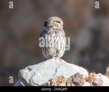 Die kleine Eule (Athene noctua) thront auf einem Felsen Agia Varvara, Zypern. Stockfoto