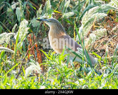 Räucherreiher (Ardeola ralloides), Agia Vavara, Zypern. Stockfoto