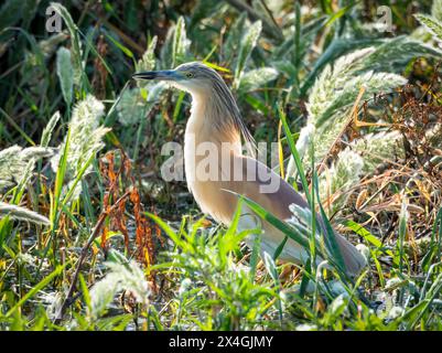 Räucherreiher (Ardeola ralloides), Agia Vavara, Zypern. Stockfoto