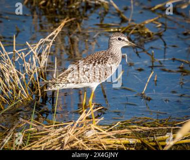 Holzsandfänger (Tringa glareola), Agia Varvara, Zypern. Stockfoto