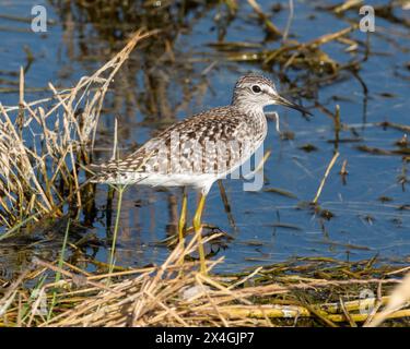 Holzsandfänger (Tringa glareola), Agia Varvara, Zypern. Stockfoto