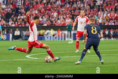 Jamal MUSIALA, FCB 42 tritt um den Ball, Tackling, Duell, Header, zweikampf, Action, Kampf gegen Toni KROOS, Real Madrid 8 im Halbfinalspiel FC BAYERN MÜNCHEN - REAL MADRID 2-2 Fußball UEFA Champions League in der Saison 2023/2024 in München, 30. April 2024. Halbfinale, FCB, München Fotograf: ddp-Bilder / Sternbilder Stockfoto