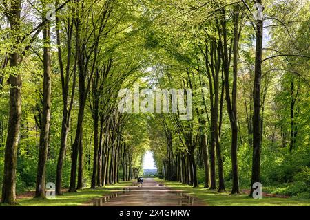 Gasse im Park von Schloss Augustusburg in Brüehl bei Bonn, Nordrhein-Westfalen. Allee im Park von Schloss Augustusburg in Bruehl bei Bo Stockfoto