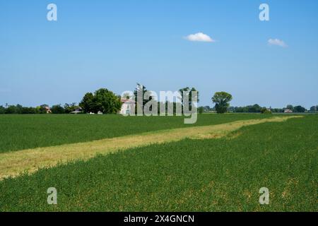 Landschaft in der Nähe von Fidenza, in der Provinz Parma, Emilia Romagna, Italien, im Sommer Stockfoto