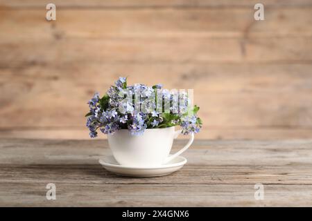 Wunderschöne Vergissmeinsblumen in Tasse und Untertasse auf Holztisch Stockfoto